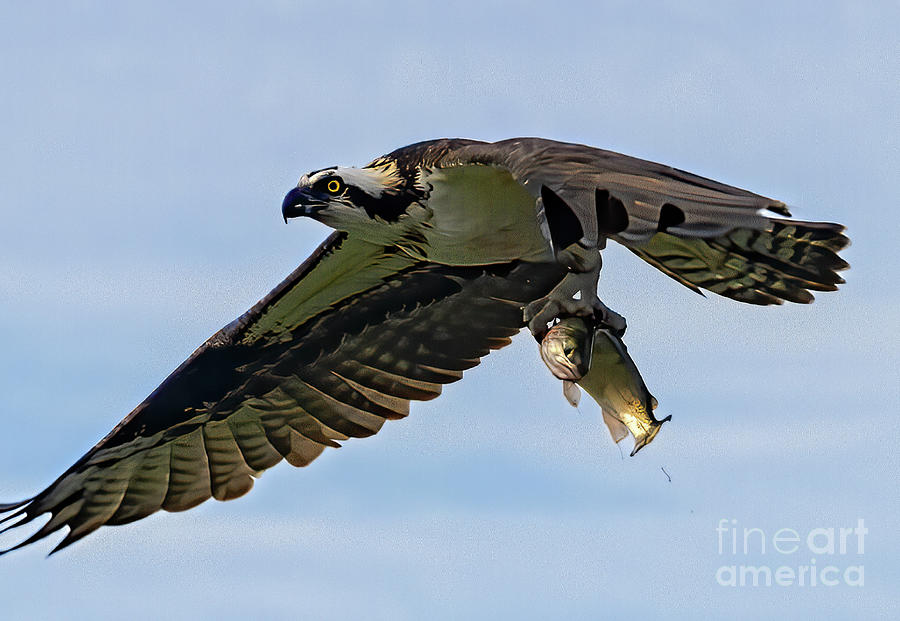 Osprey And His Catch Photograph