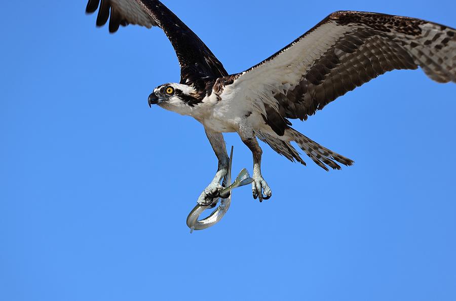 Osprey and Needle Fish 1 Photograph by Mingming Jiang