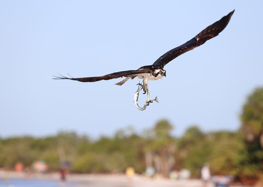 Osprey and Needle Fish 2 Photograph by Mingming Jiang