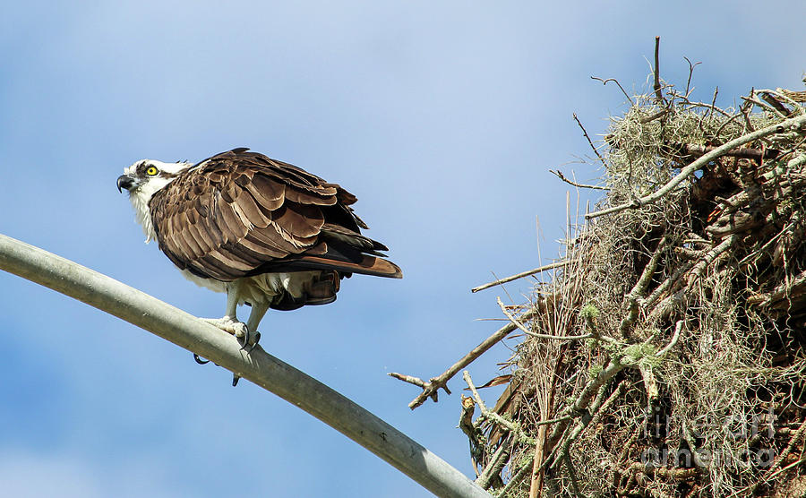 Osprey and Nest Photograph by Joanne Carey
