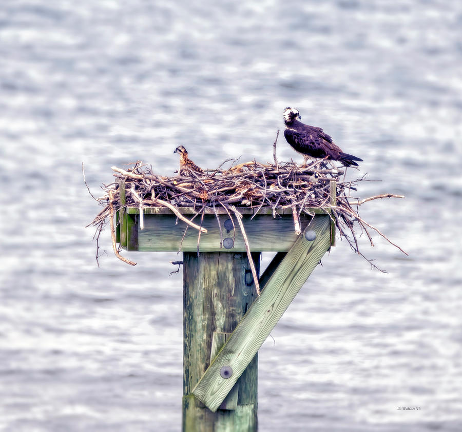 Osprey And Offspring Photograph by Brian Wallace