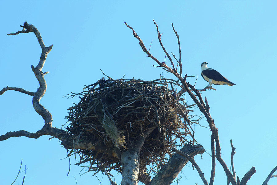 Osprey and Osprey Nest Photograph by Robert Banach