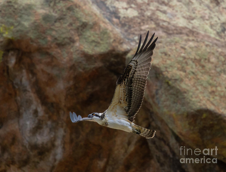 Osprey And The Cliffs Of Eleven Mile Canyon Colorado Photograph