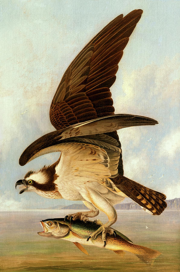 John James Audubon Painting - Osprey and Weakfish, 1829 by John James Audubon