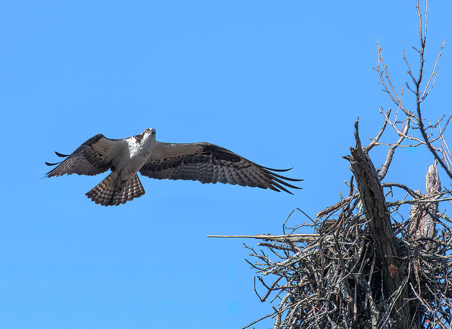 Osprey Approaching Nest DRB0281 Photograph by Gerry Gantt