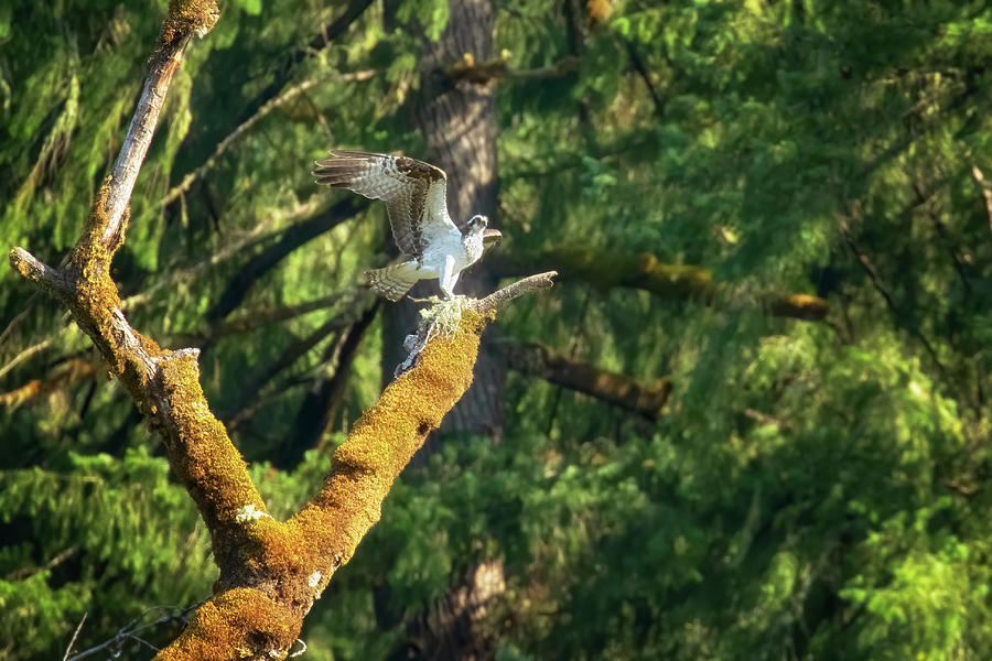 Osprey Arriving at the Dead Tree Photograph by Belinda Greb