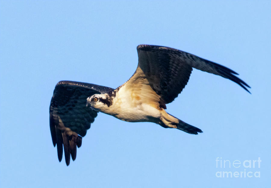 Osprey at Manitou Lake Photograph by Steven Krull