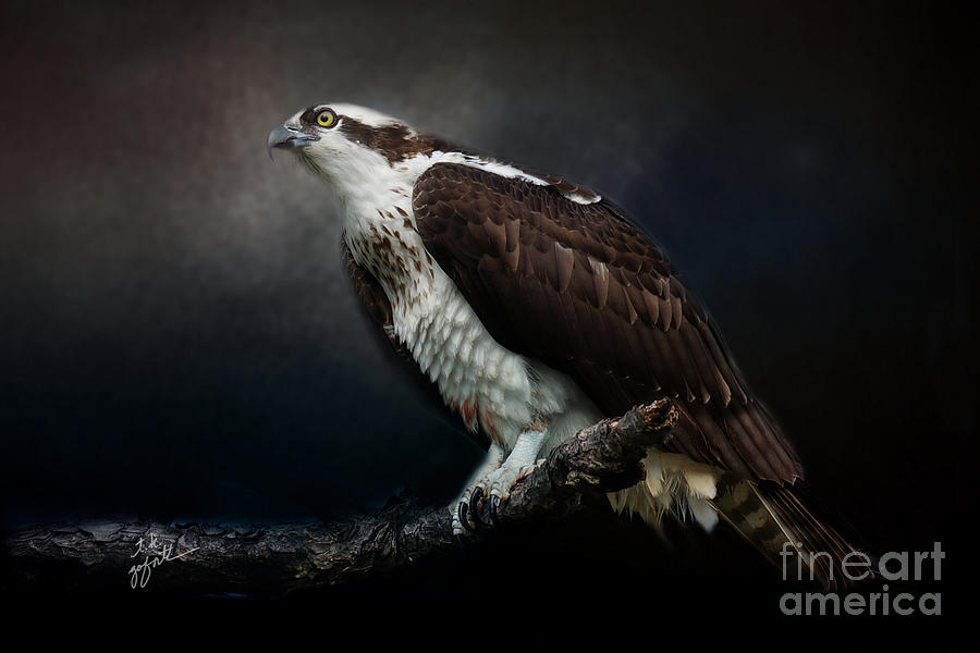 Osprey At Midnight Photograph by TK Goforth