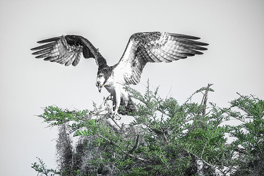Osprey at Nest Photograph by Fran Gallogly