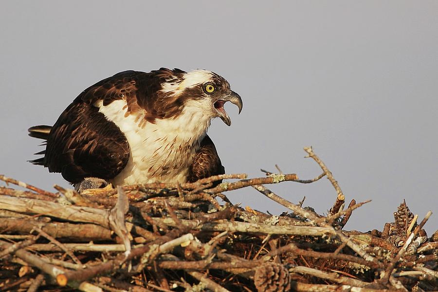Osprey At Nest Photograph