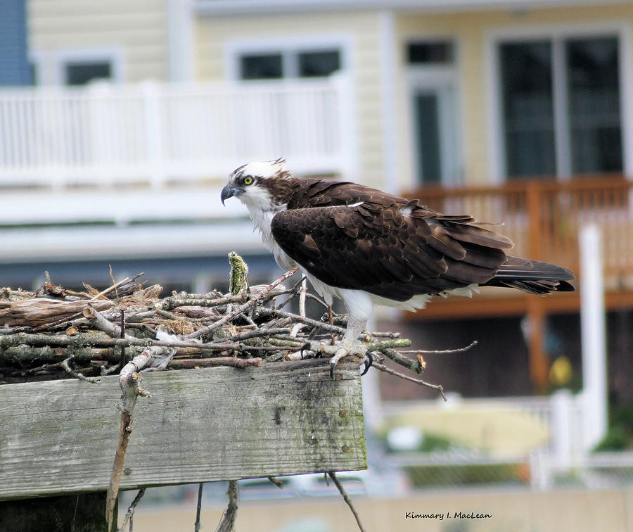 Osprey at the Nest Photograph by Kimmary I MacLean