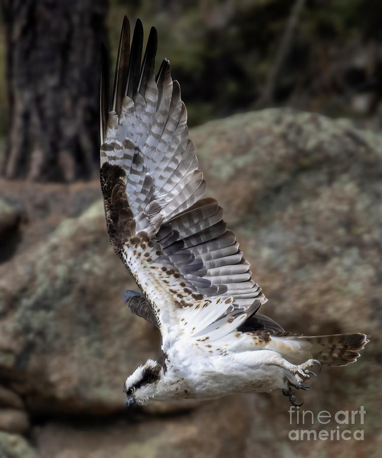 Osprey Attack in Eleven Mile Canyon Photograph by Steven Krull