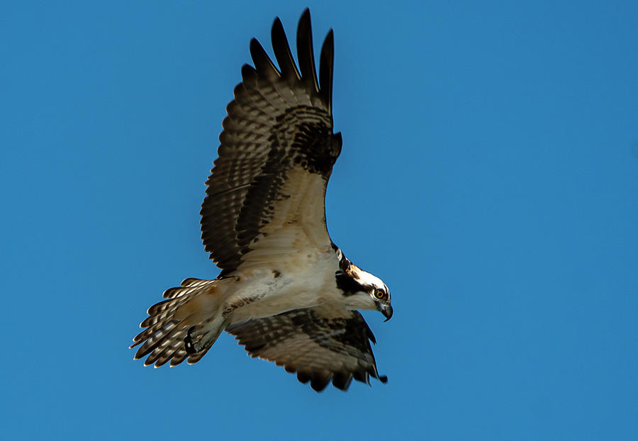 Osprey Bird Hunting In Flight Photograph By Sandra J's - Fine Art America