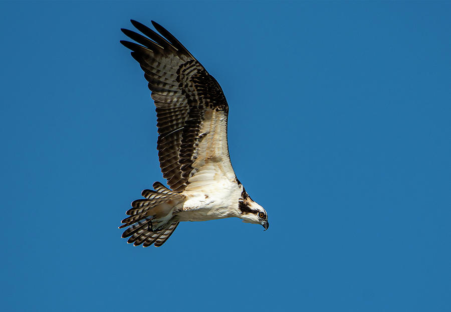 Osprey Bird in Flight Photograph by Sandra J's - Fine Art America