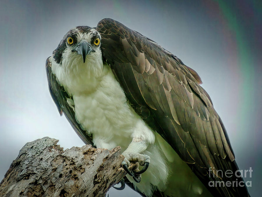 Osprey Bird Locked Eyes With Me Leesburg Florida Photograph by Philip And Robbie Bracco