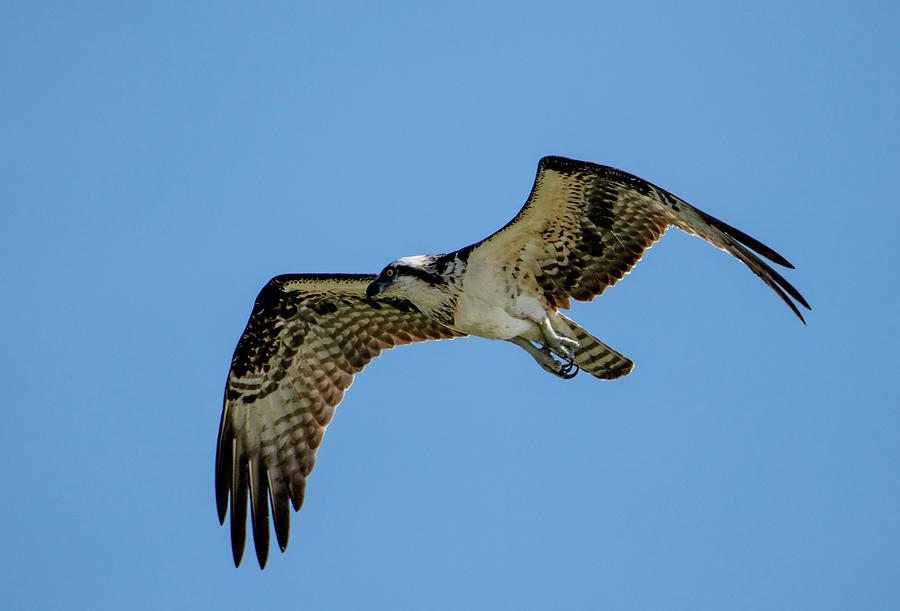 Osprey Bird Of Prey Photograph