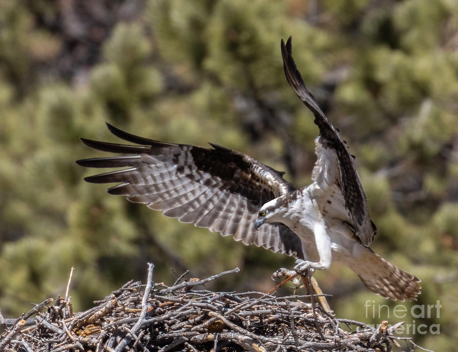 Osprey Bringing a Stick Photograph by Steven Krull