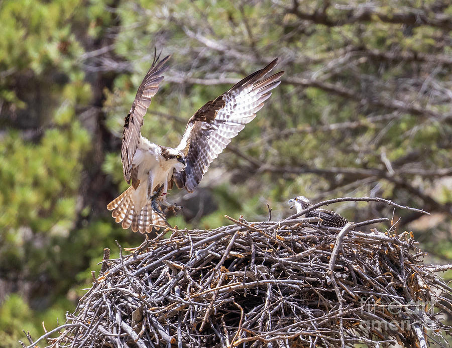 Osprey Bringing Fish to Fledgling Photograph by Steven Krull