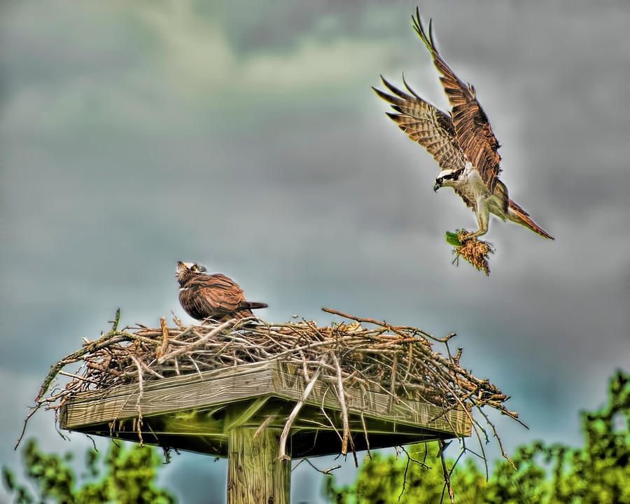 Osprey Building a Nest Photograph by Cordia Murphy