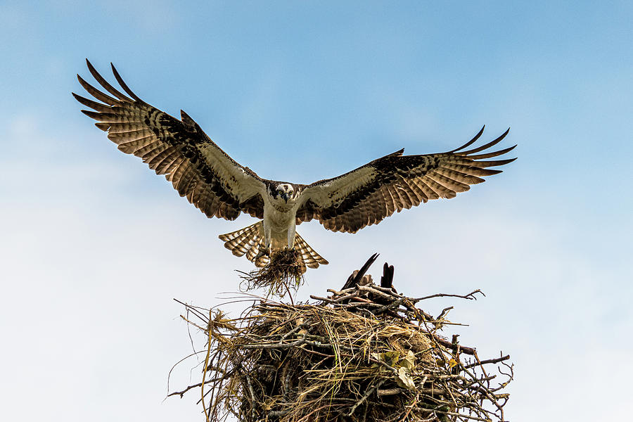 Osprey Building A Nest Photograph