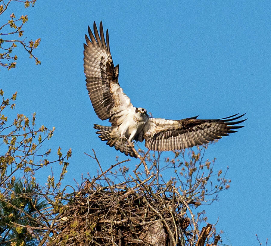 Osprey building nest Photograph by Minnie Gallman Osprey building nest Photograph by Minnie Gallman