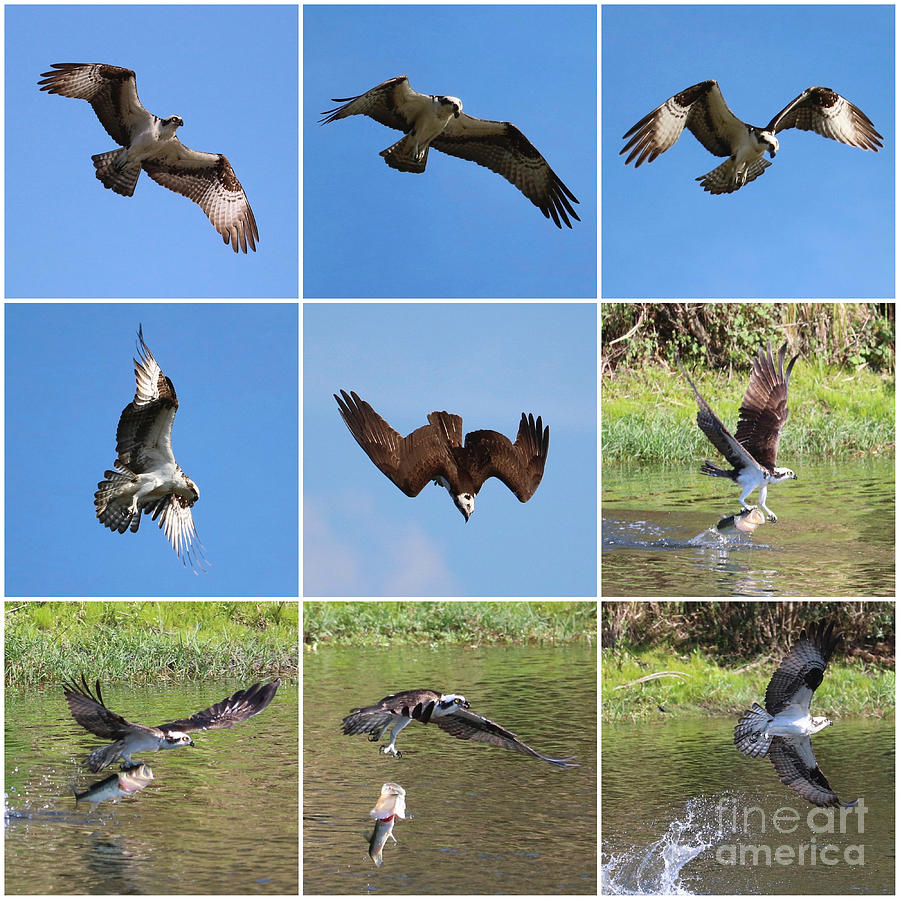 Osprey Catch and Release Collage Photograph by Carol Groenen