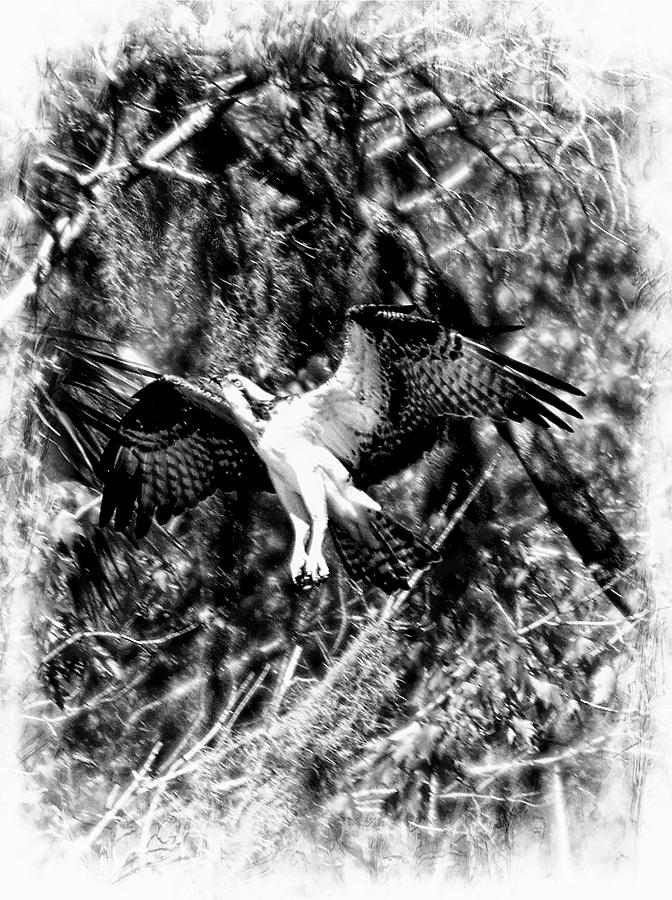 Osprey Catch Black and White  Photograph by Sheri McLeroy