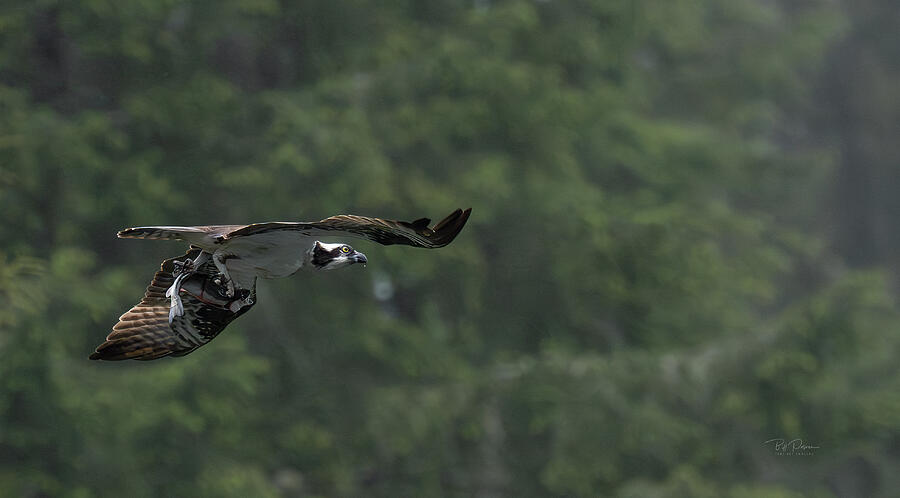 Osprey Catching Fish Photograph by Bill Posner Osprey Catching Fish Photograph by Bill Posner