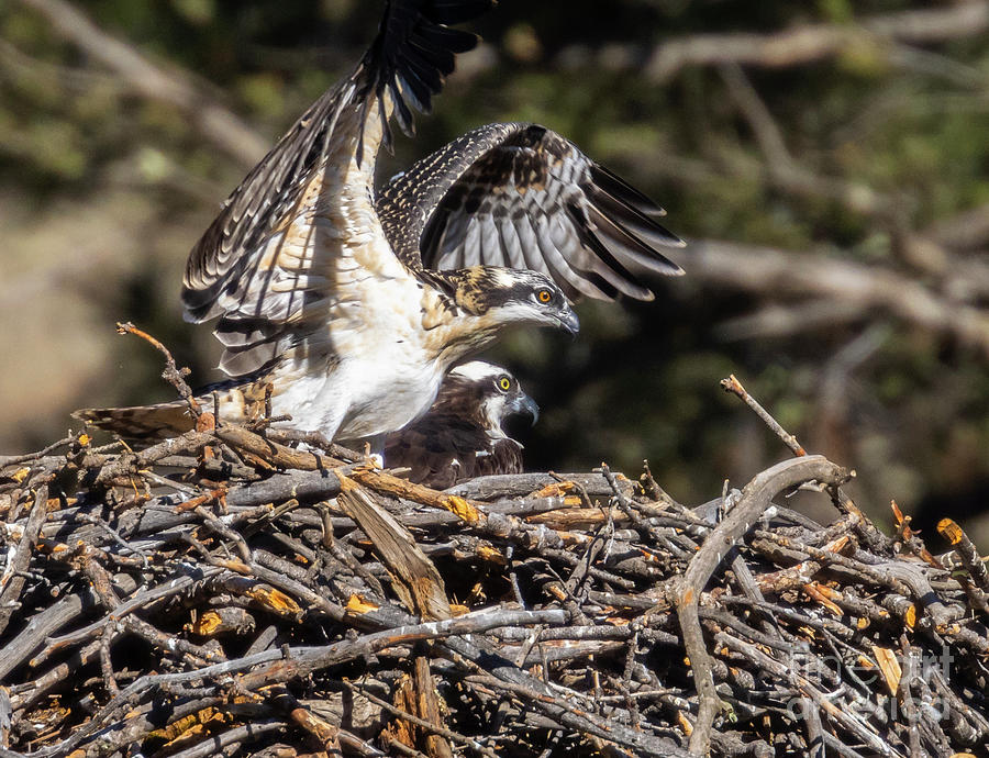Osprey Chick Learning To Fly Photograph