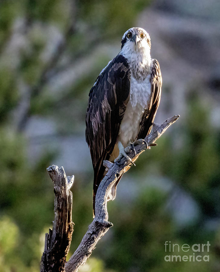 Osprey Cold Stare Photograph