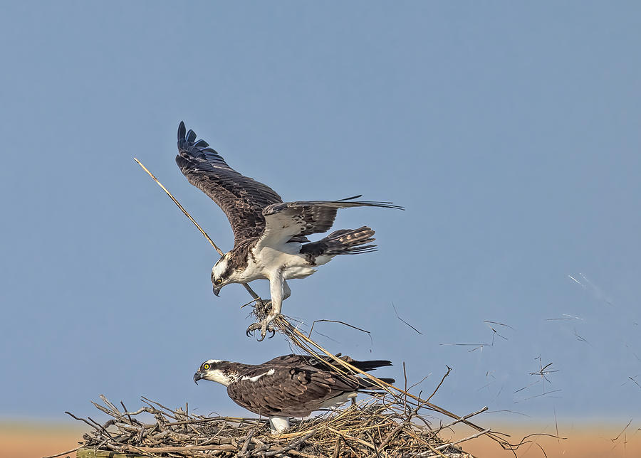 Osprey Couple At Nest  Photograph by Susan Candelario