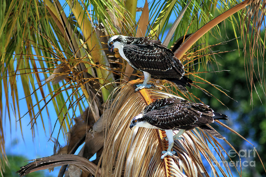 Osprey Couple, Mates For Life Photograph by Felix Lai
