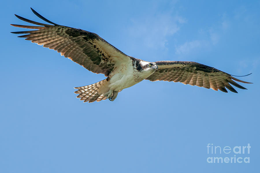 Osprey Photograph by Craig Leaper