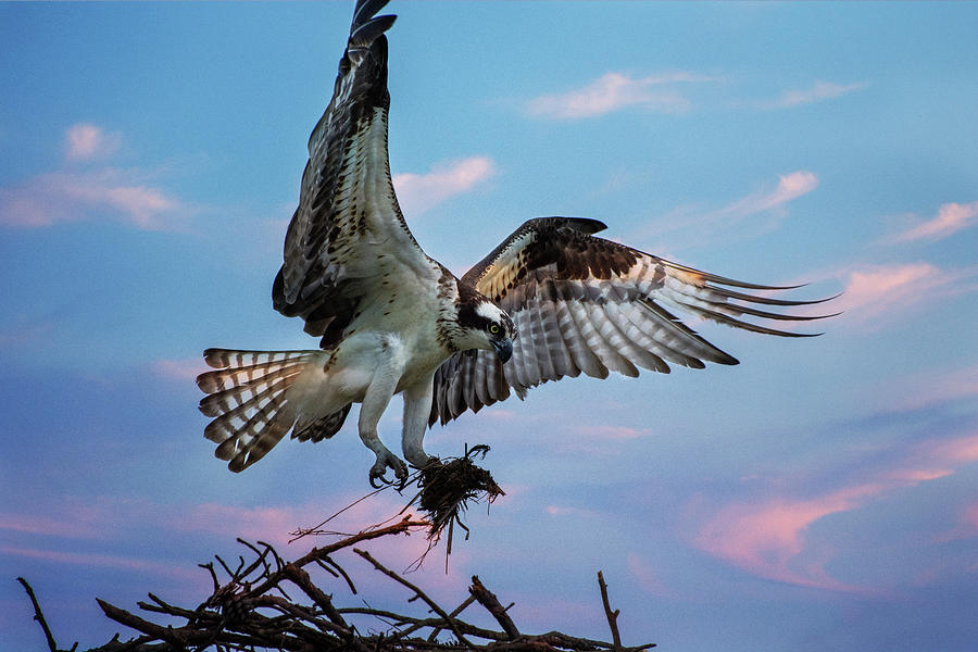 Osprey Photograph by Crystal Wightman