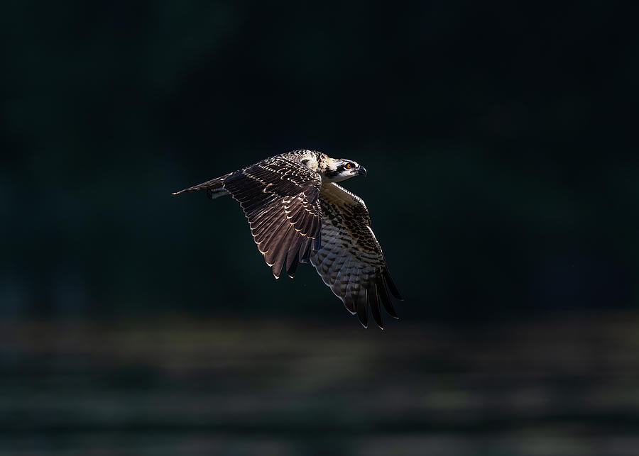 Osprey Dark Night Photograph by Randall Jordan - Fine Art America