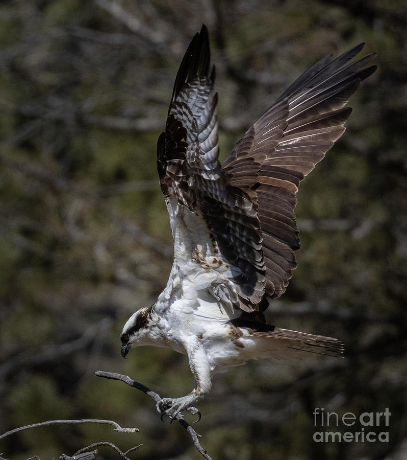 Osprey Delivering Stick Photograph