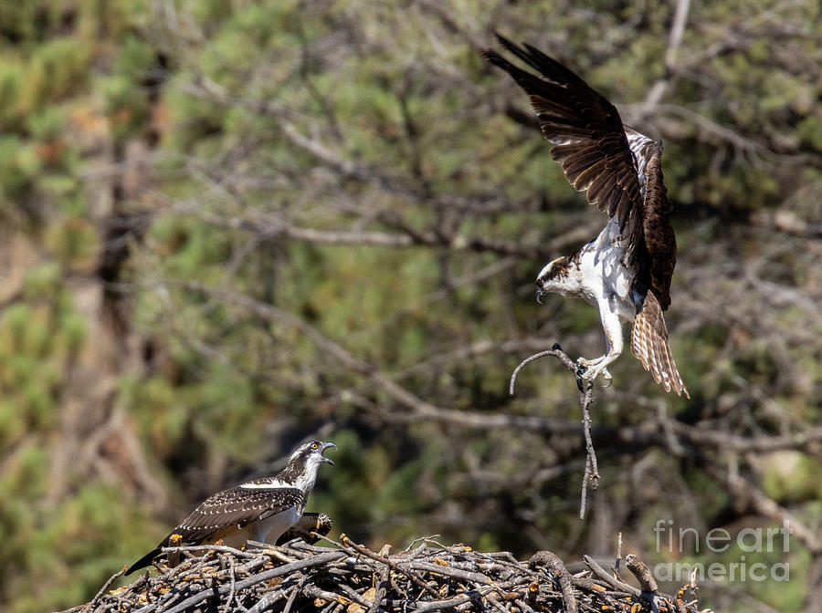 Osprey Delivery in Eleven Mile Canyon Colorado Photograph by Steven Krull