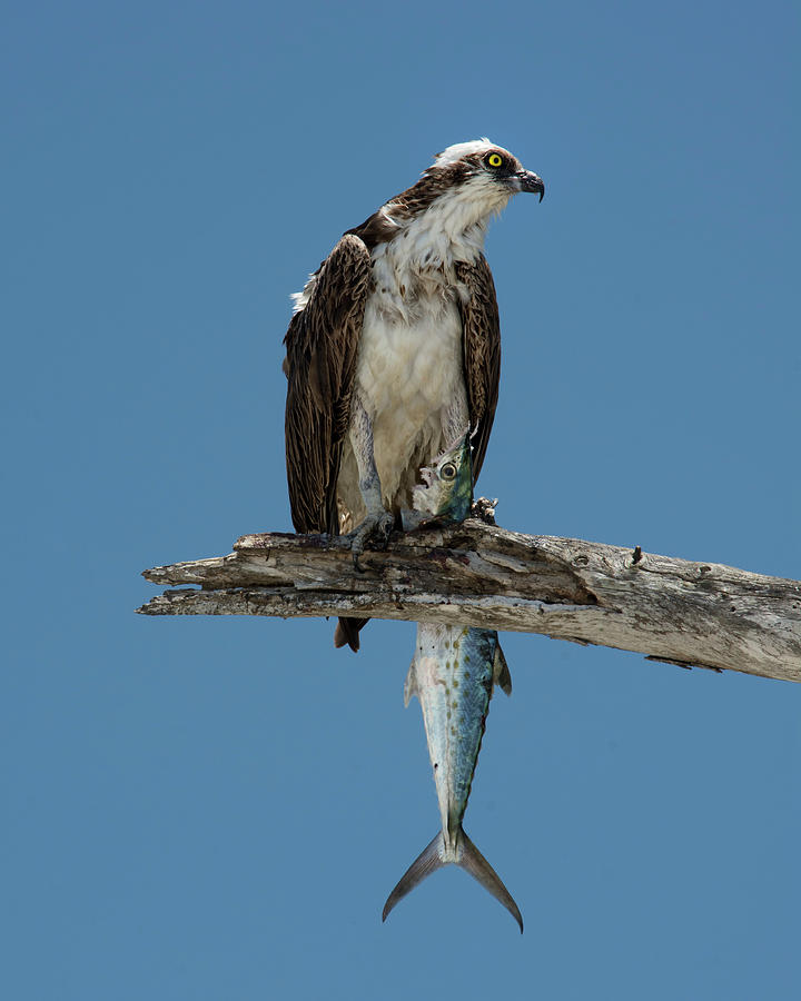 Osprey Dilemma Photograph by Mitch Spence