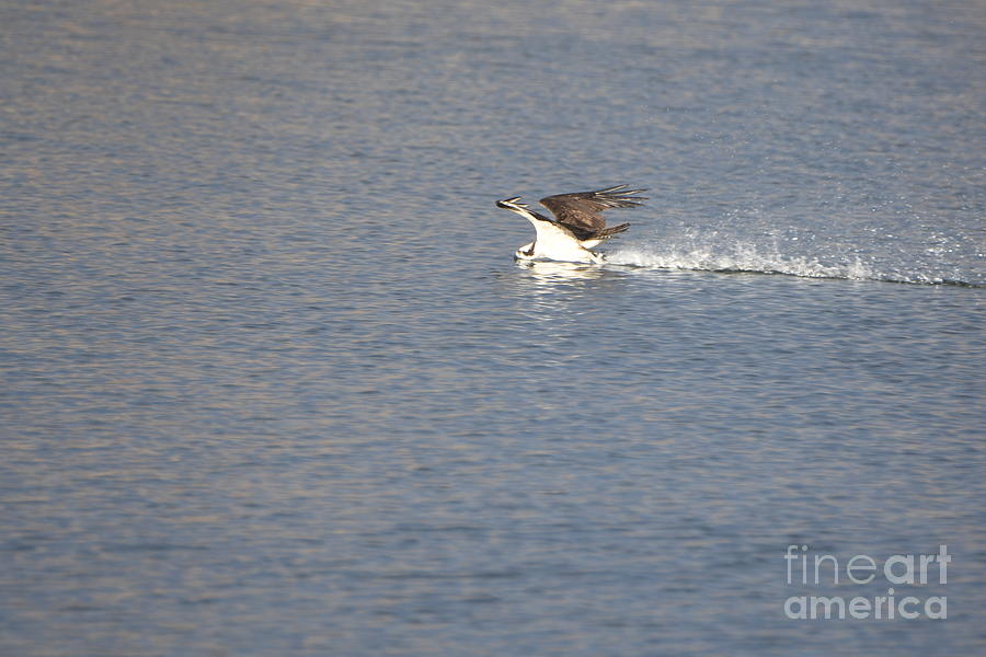 Osprey Dive Photograph by Metaphor Photo