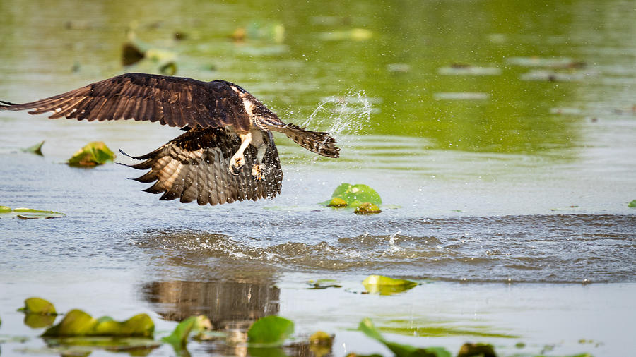 Osprey Diving For Fish Photograph by Ricky Kresslein