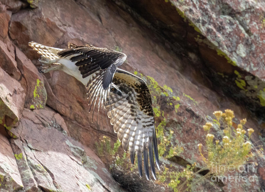 Osprey Diving in Waterton Canyon Photograph by Steven Krull