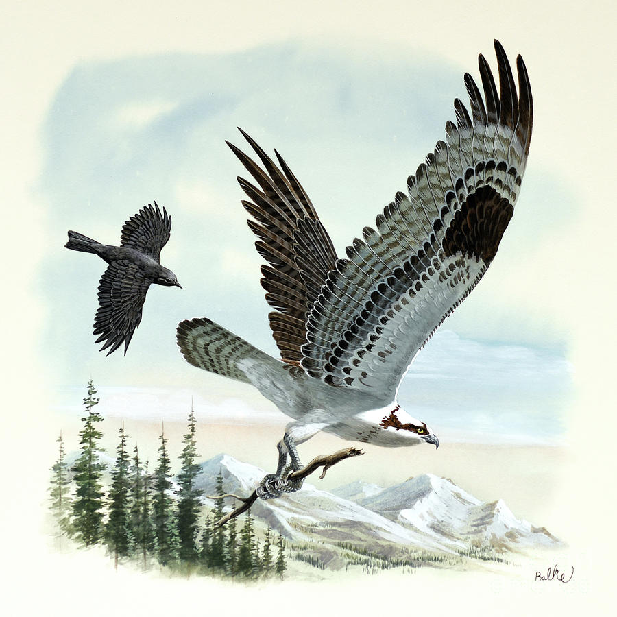 Osprey Painting by Don Balke