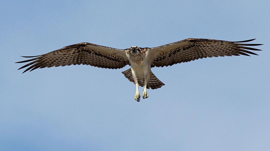 Osprey Eagle hunting Photograph by Caroline Ellis - Fine Art America