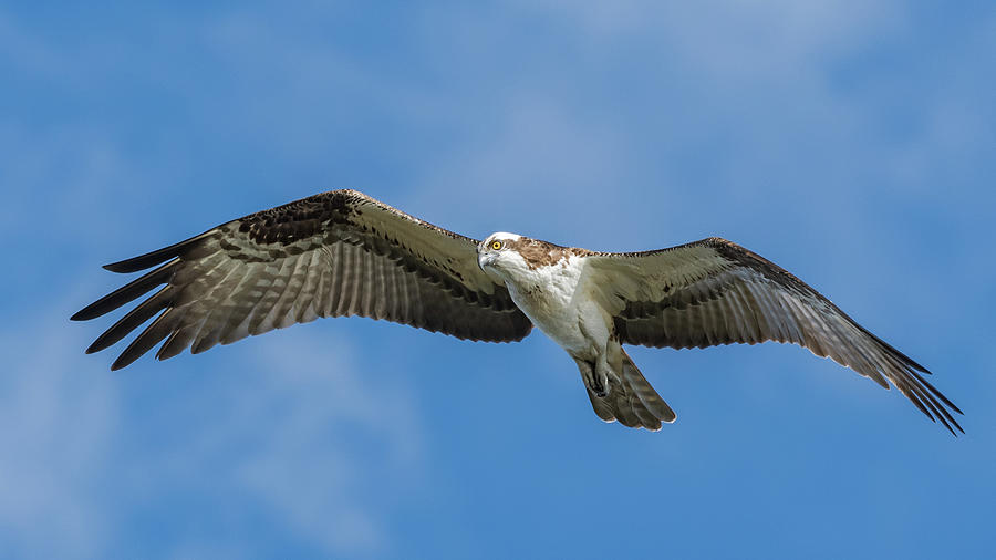 Osprey eye Photograph by Mario Sanchez - Fine Art America