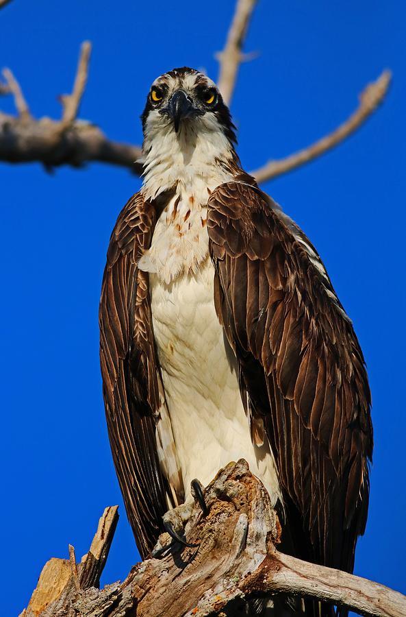Osprey Face Photograph by Michiale Schneider