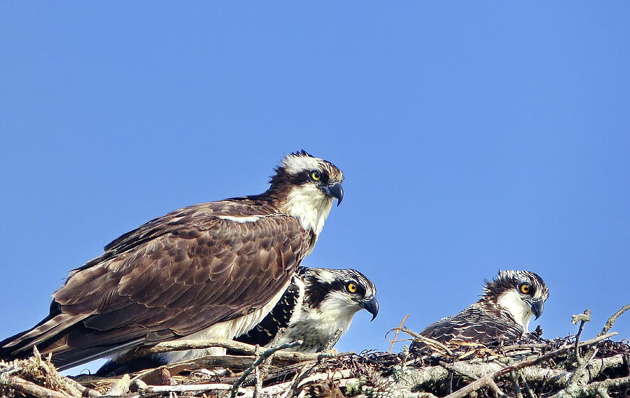 Osprey Family in the Nest Photograph by Lyuba Filatova