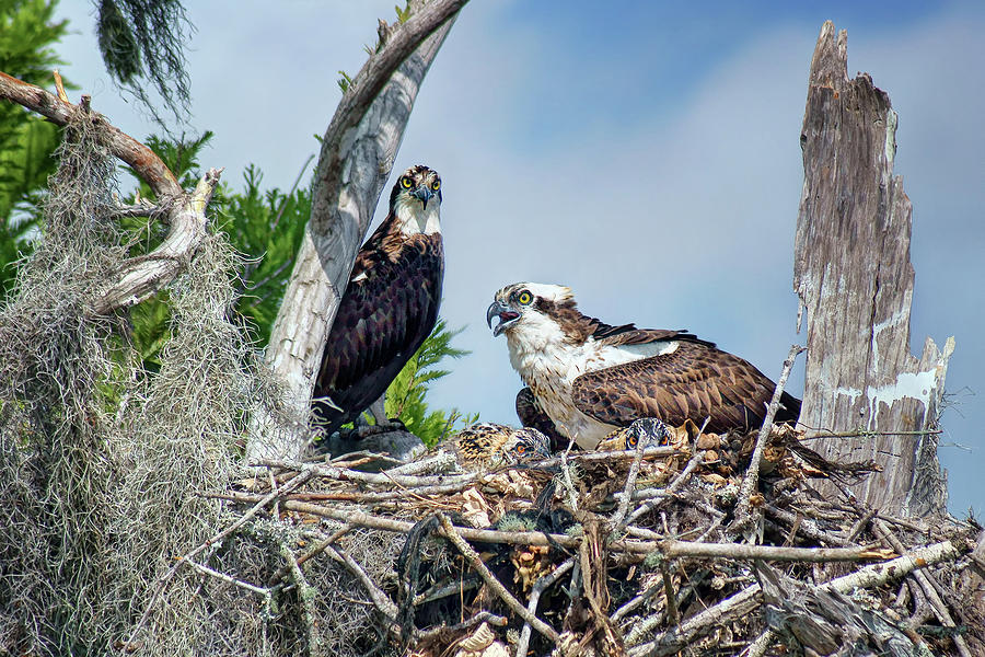 Osprey Family Photograph by Nikolyn McDonald