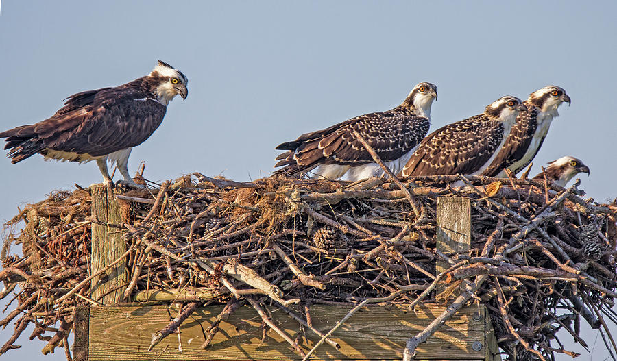 Osprey Family Photograph by Robert Pilkington