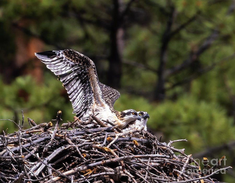 Osprey Family Photograph by Steven Krull
