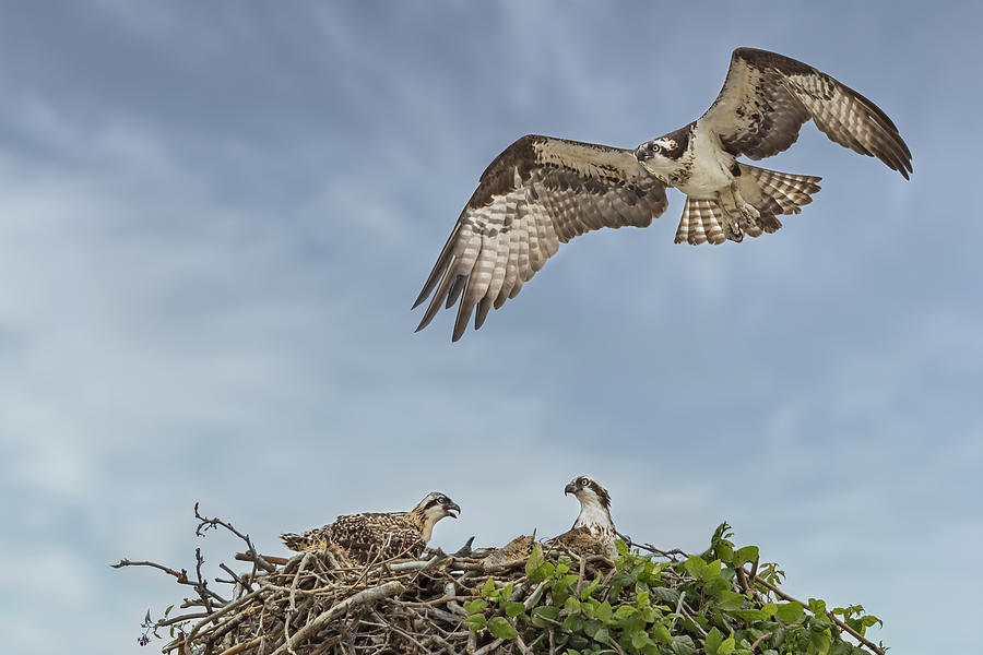 Osprey Family Photograph by Susan Candelario